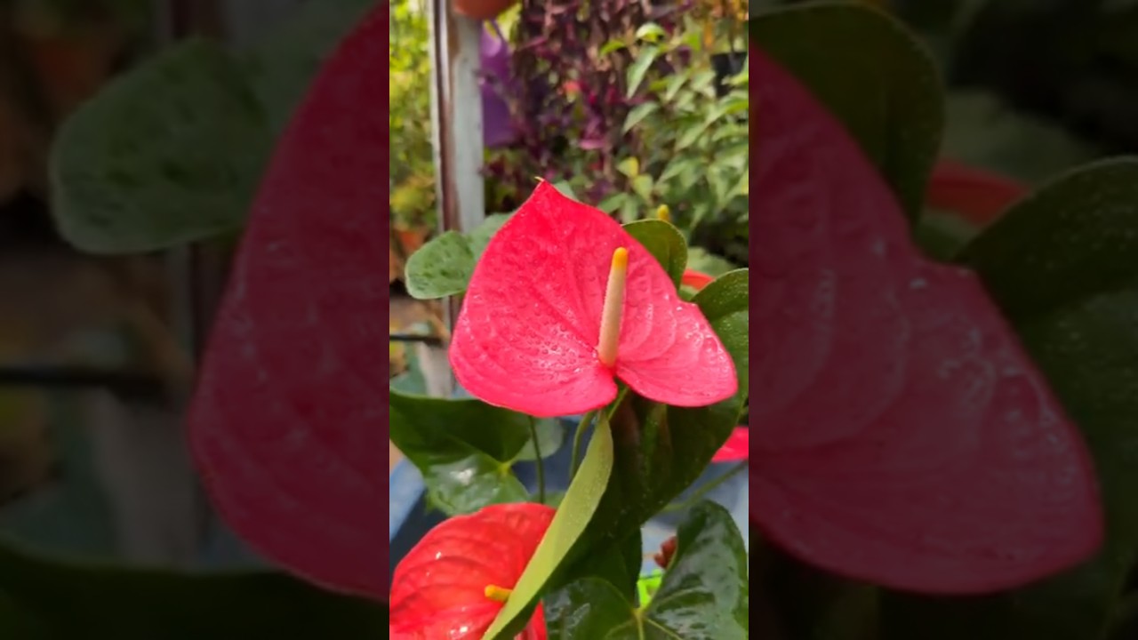 Como cuidar de las plantas de anturios #shorts