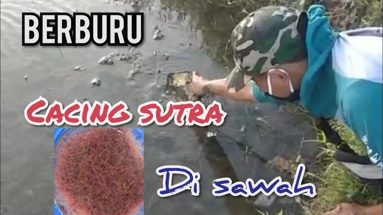 Berburu cacing sutra di sawah part 1 