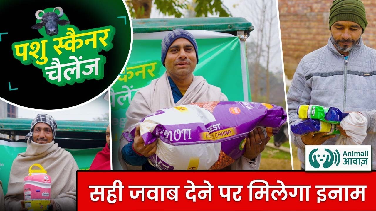 पशु स्कैनर चैलेंज | सिंभालकी मुजफ्फरनगर | 5L कैल्शियम | 30KG चना Jeetne ka Mauka