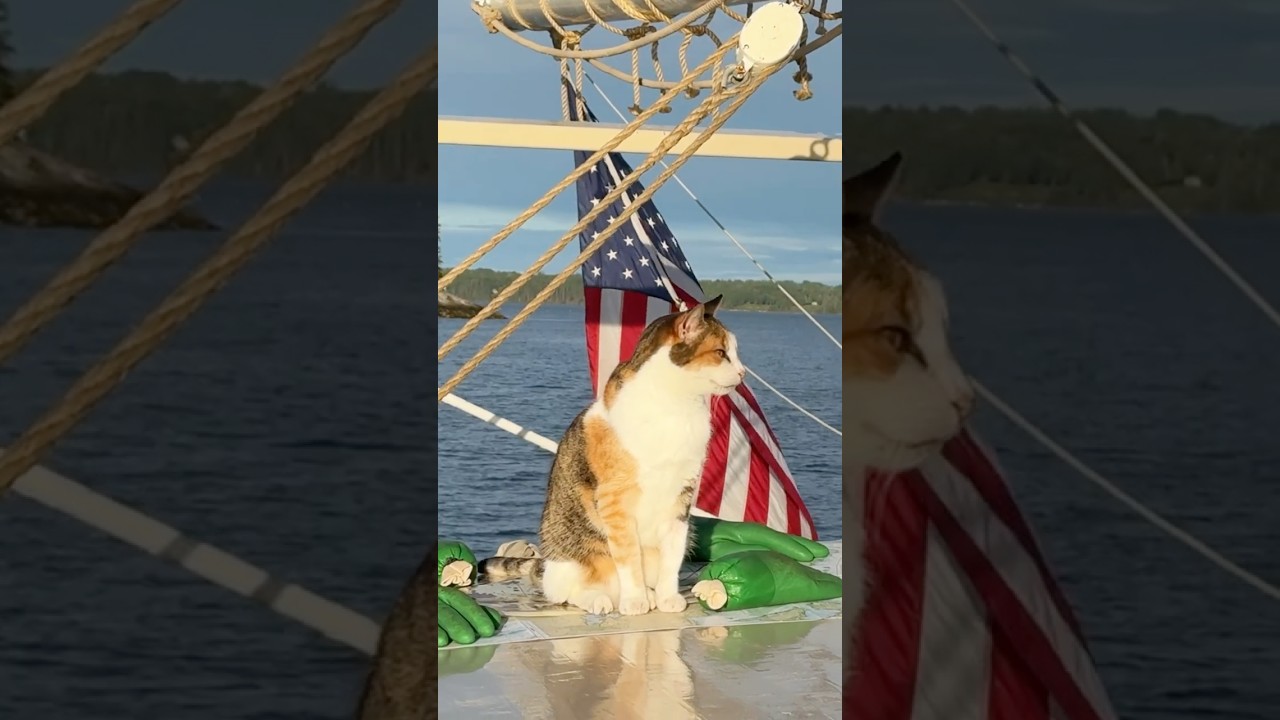 How did a cat get onto this small #MaineWindjammer cruise ship?