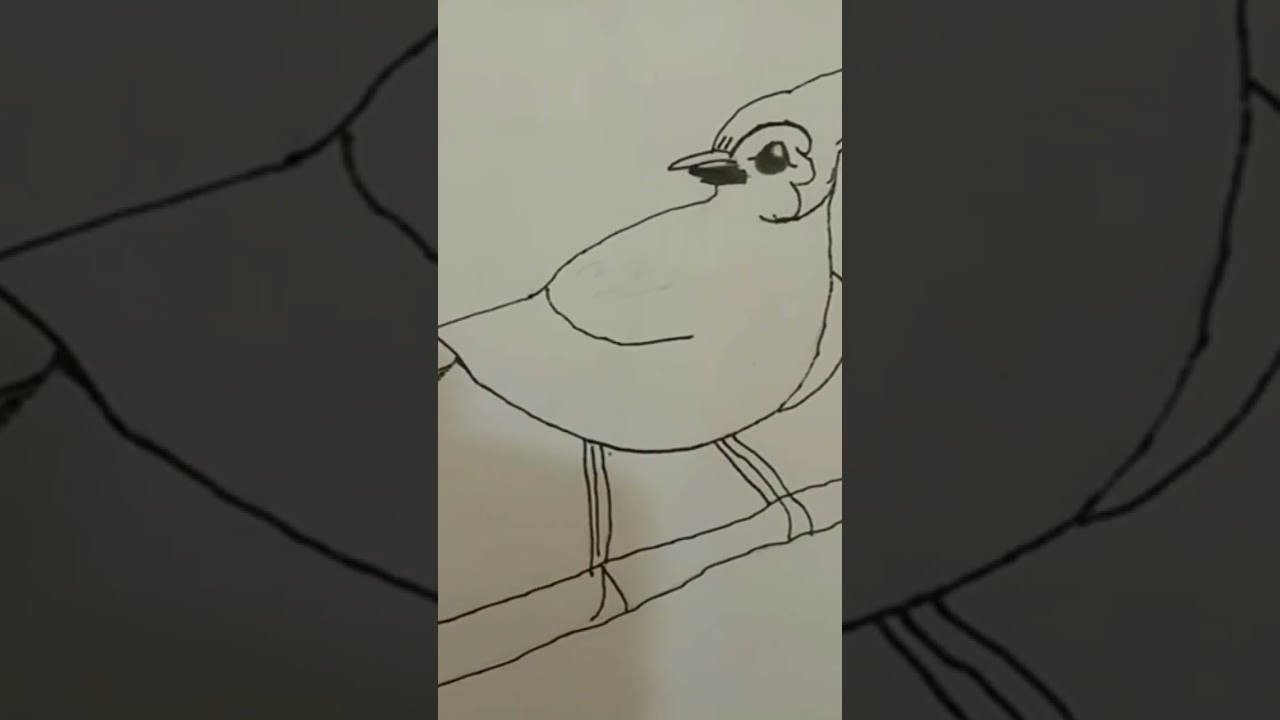 drawing of blujay