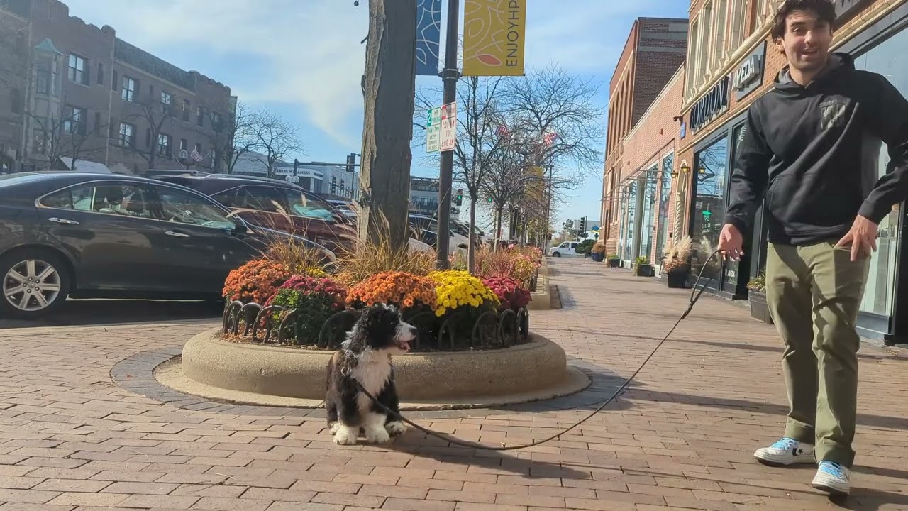 Suburban K9 Dog Training in Highland Park, Illinois
