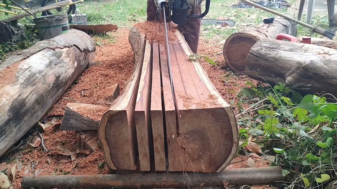 ไม้ประดู่ต้นเล็กๆแต่เเก่นใหญ่เอาเรื่อง