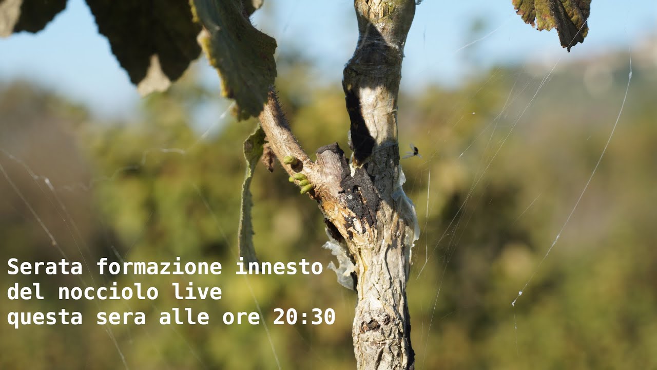 Serata di formazione sull'innesto del nocciolo