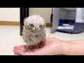 【お迎え初日】手のひらサイズの小さいフクロウがお家にやってきました