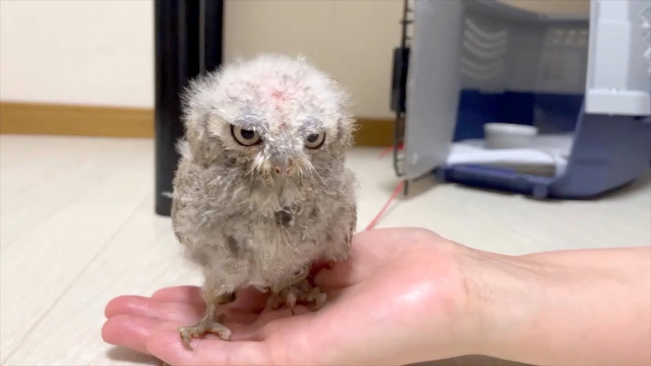 お迎え初日】手のひらサイズの小さいフクロウがお家にやってきました