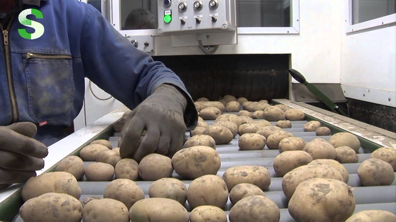 Schouten Sorting Equipement - Compacte sorteerlijn Filpsen