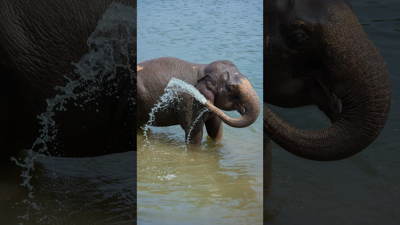 Elephants Can Drink Water at Unbelievable Speed 