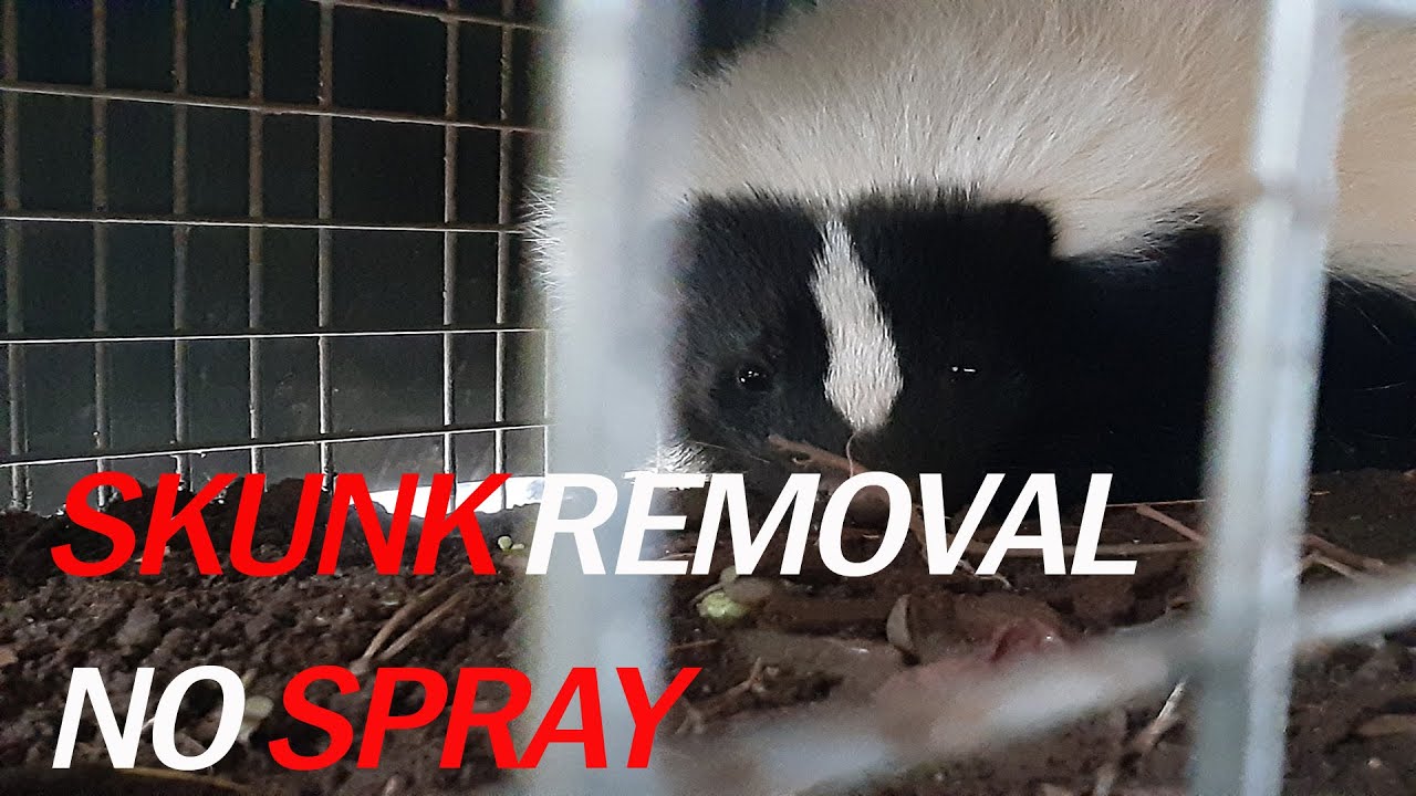 HOW TO TRAP A SKUNK NO SPRAY🦨  | SKUNK REMOVAL MADE EASY✔