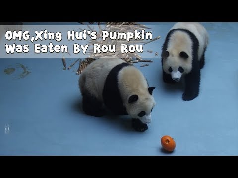 OMG,Xing Hui's Pumpkin Was Eaten By Rou Rou | iPanda