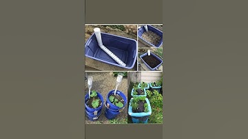 DIY Self-Watering Containers: Step-by-Step Guide for Efficient Gardening 🌱