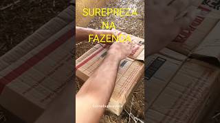 Faisão Prateado, Faisão Coleira E Faisao Lady.