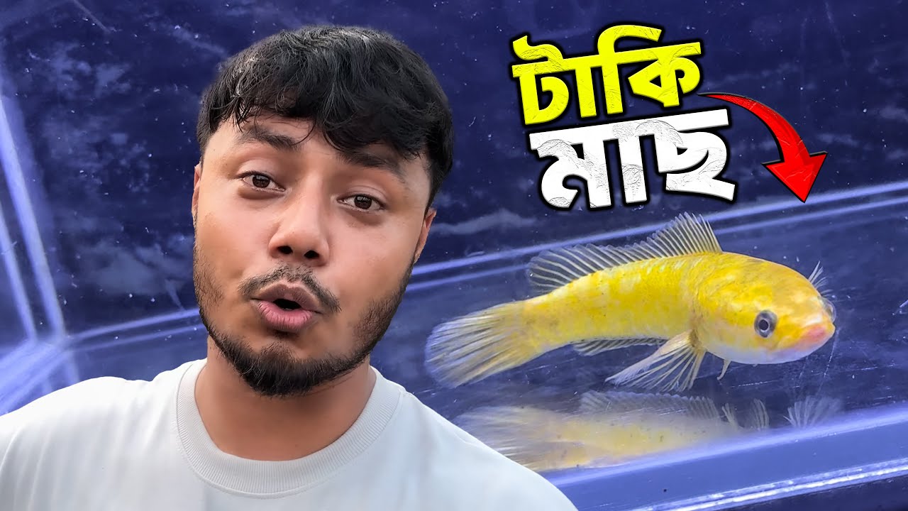 নদীতে পেলাম অতি বিরল হলুদ রঙের টাকি মাছ! 😱🇧🇩