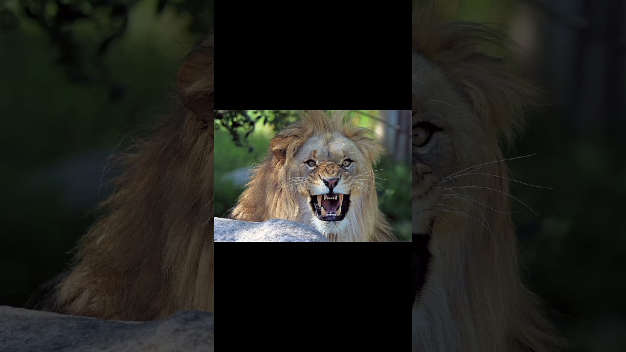 Black mamba vs Lion, who wins?   #blackmamba #lion #fight #venom #animals