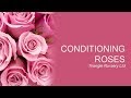 Conditioning Wholesale Roses - Triangle Nursery Ltd