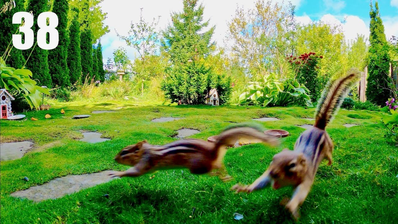 TV for Cats to Watch: Chipmunks, Birds and Other Animals in a Beautiful Garden. Ep. 38