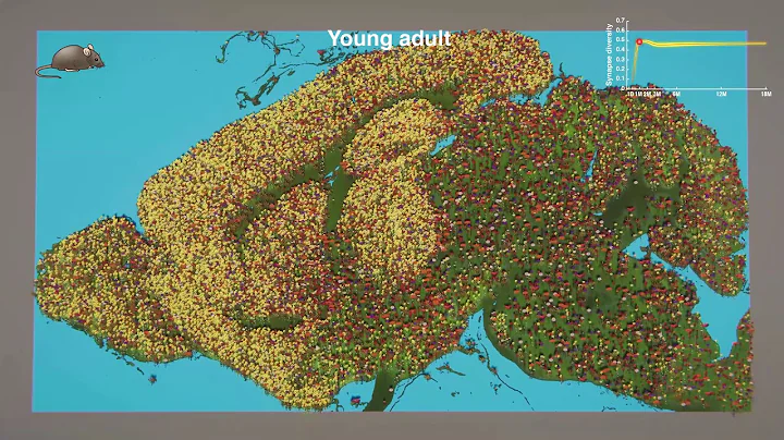 The Lifespan Synaptome Atlas of the Mouse Brain