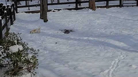 Miss Pickles hunting for voles