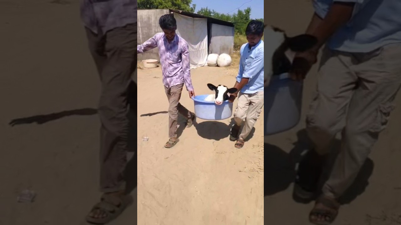 patel dairyfarm  high oomph calf hf cow