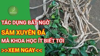 Tác dụng tuyệt vời của sâm xuyên đá mà khoa học ít biết tới