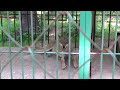 Зоопарк в Костроме