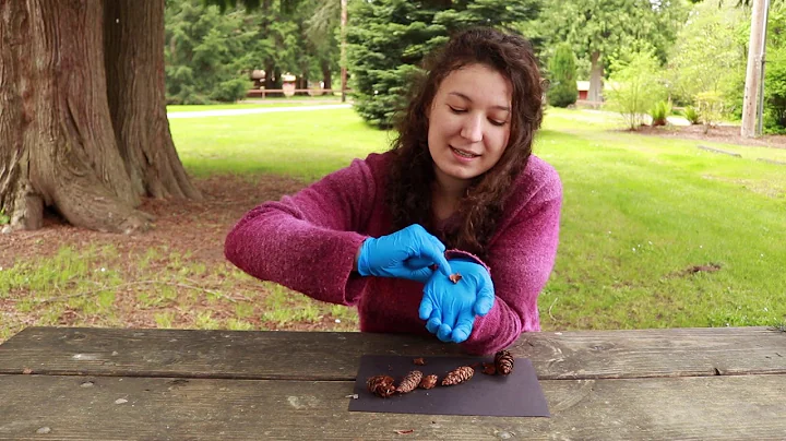 Dissection of a Douglas Fir Cone