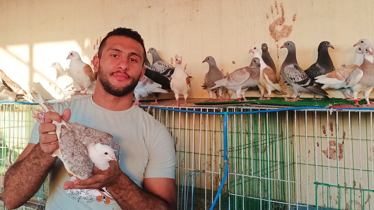 موجود مجموعه😱 حمام زواجل و زغاليل عند محمد احمد 01288565244