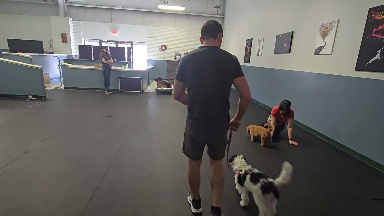 Cindy Lou walk with e collar