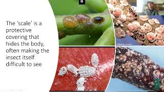 Lifecycles, Ecology, Diagnostics, and Management of Common Scale Insects