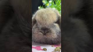 🐰😍 Cutest Lop Eared Baby Rabbit Moments! Funny & Confusing Baby Bunny Antics ❤️😍😍