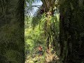 Harvesting oil palm fruit part 12