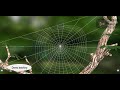 خيوط العنكبوت مم تكون Spider Web 3D 