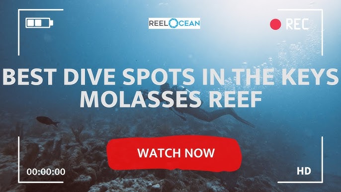 Discover The Wonders Of Molasses Reef In 2024