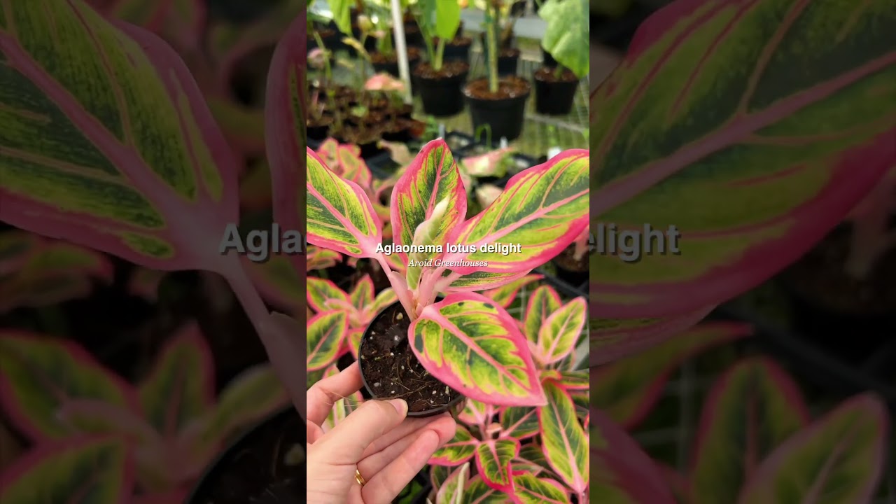small dracaena Dracaena Lemon Lime