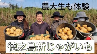 農大生と徳之島新じゃがいも掘り体験をしてみた！(IN せんたさん畑