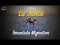 EXPLORE | La Junta Tarantula Migration | American Explorer