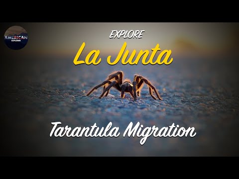 EXPLORE | La Junta Tarantula Migration | American Explorer