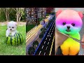 Tik Tok Chó Phốc Sóc Mini 😍 Funny and Cute Pomeranian #73