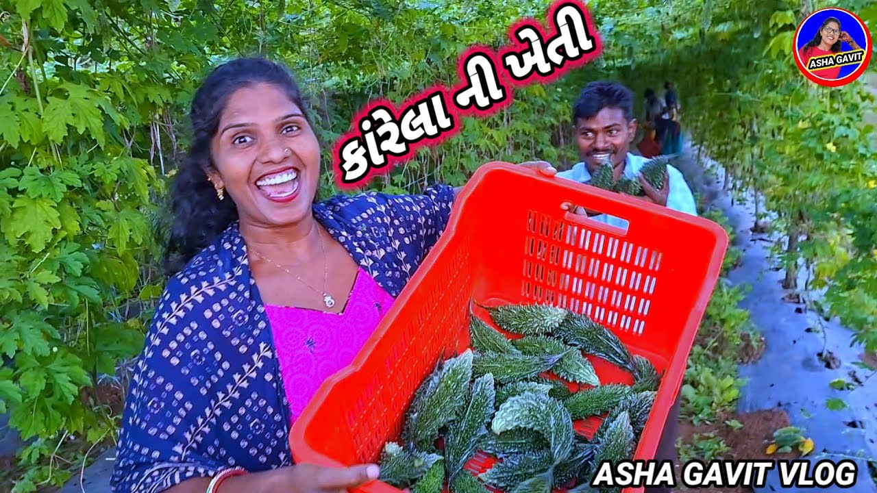 કાંરેલા ની ખેતી Asha Gavit Vlog Rt dangi Comedy dang gujarat karela ની શાક 