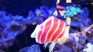 Peppermint angel fish - Centropyge boylei