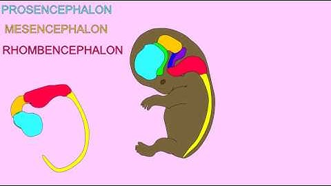EMBRYONIC DEVELOPMENT:  THE BRAIN