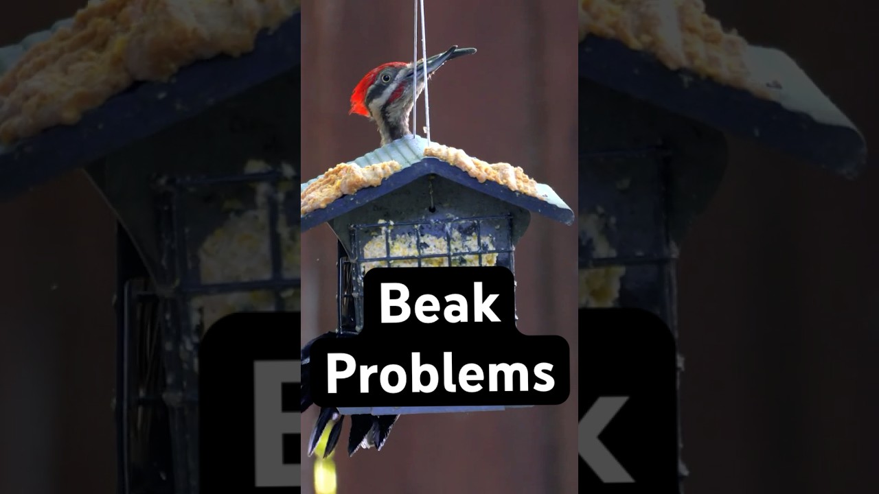 Pileated Woodpecker's Problem Beak 