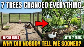 These 7 TREES Solved My Duck Pen’s Biggest Problems Naturally 🌿