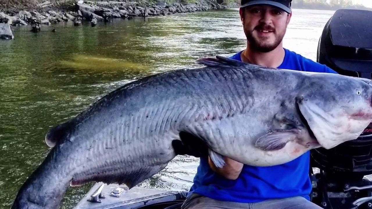 Missouri river catfishing Doubled up with a HUGE take down! YouTube