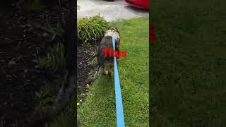 a video from awhile back of Titus #eastgerman#germanshepherds #Conflict