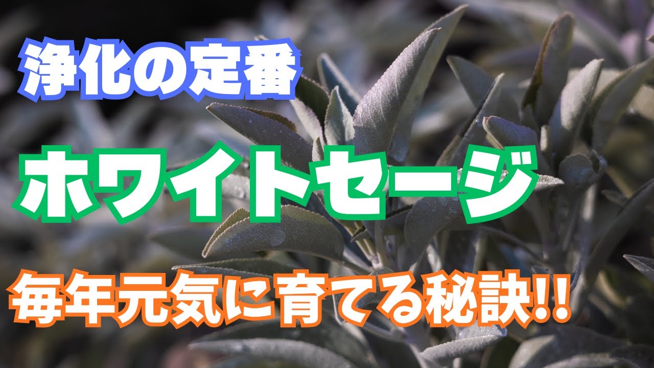 ホワイトセージ　カット枝４本 ホワイトセージの剪定 : r/Ceanothus