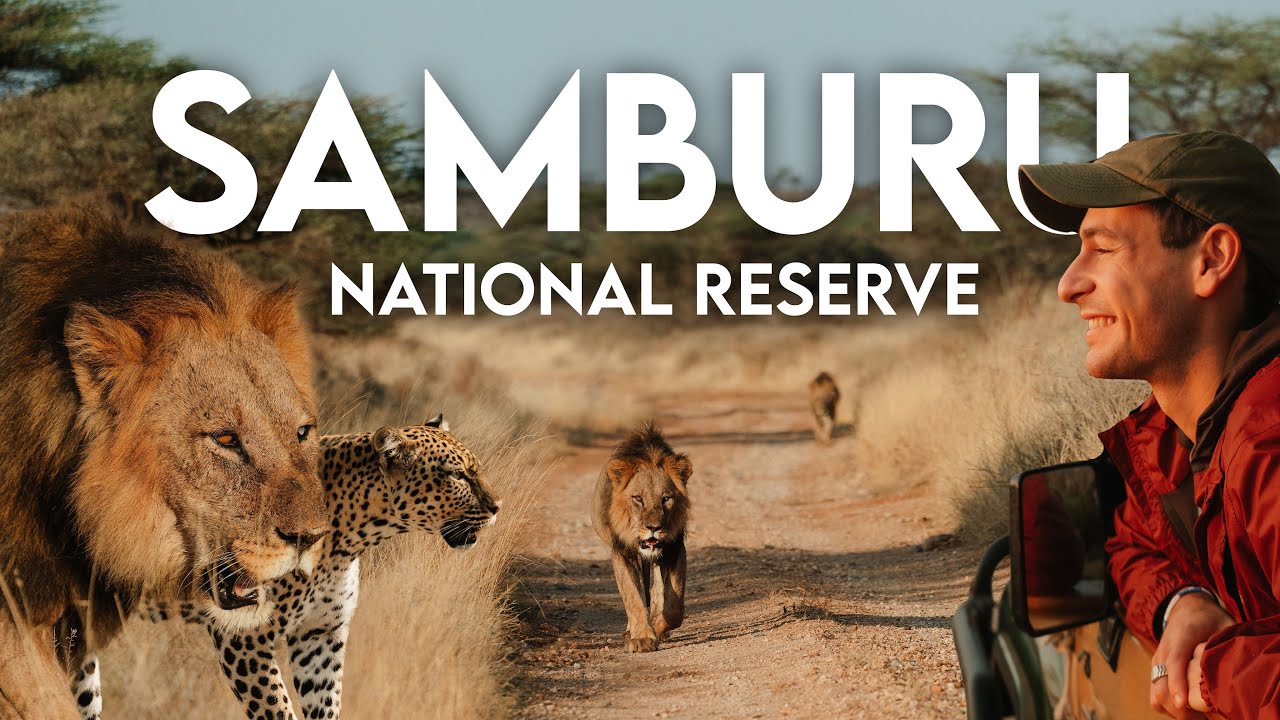 Видеоблог о сафари в Самбуру: сафари на внедорожниках, крупные кошки и роскошный лагерь (Северная...