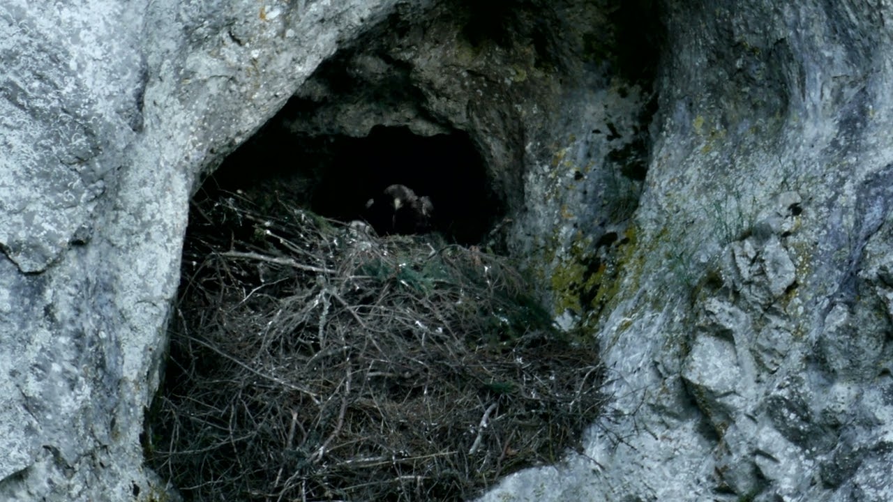 Orol skalný hniezdo/golden eagle nest