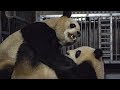 Giant Pandas' Mating Attempt | BBC Earth