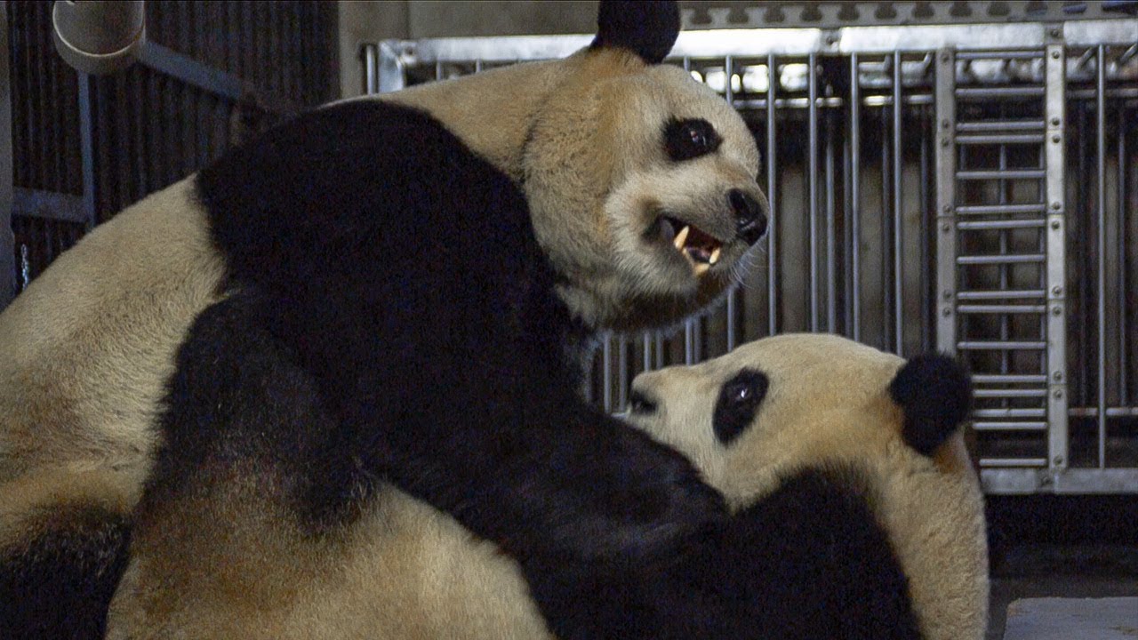 Giant Pandas Mating Attempt Bbc Earth 